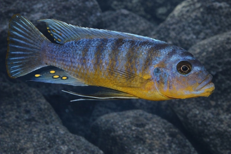 Maylandia fainzilberi 'Nsisi'